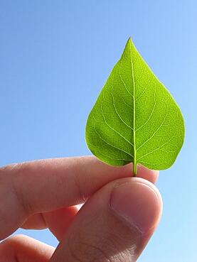 green statement processing guide