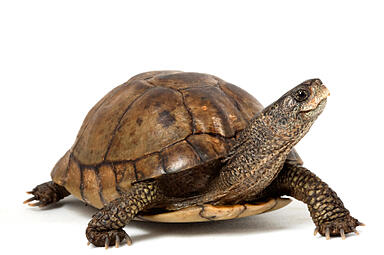 slow growth of paperless billing